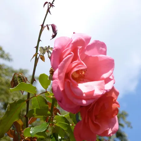 瓦尔德福瑞德酒店 酒店 2*