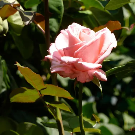 酒店 瓦尔德福瑞德酒店 2*