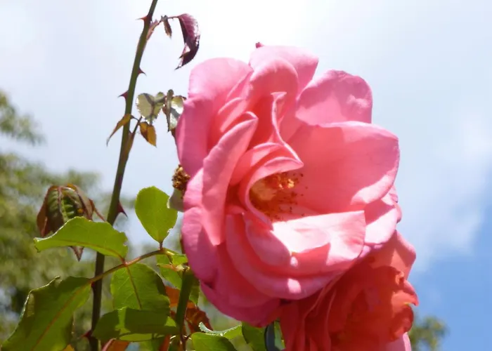 Waldfriede Ξενοδοχείο 2*